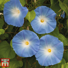Morning Glory Heavenly Blue 1 Packet