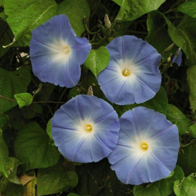 Morning Glory Heavenly Blue (Ipomoea) 1 Seed Packet (20 Seeds)
