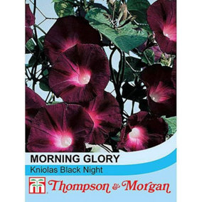 Morning Glory Kniola's Black Knight 1 Packet (30 Seeds)