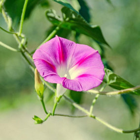 Morning Glory Split Personality 1 Seed Packet (20 Seeds)
