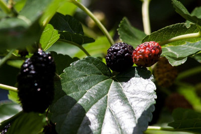 Morus Nigra Black Persian Mulberry Fruit Tree Plant Supplied in a 2 Litre Pot