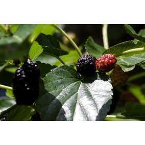Morus Nigra Black Persian Mulberry Fruit Tree Plant Supplied in a 2 Litre Pot