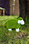 Moss Effect Sheep Garden Ornament