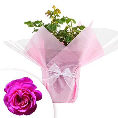Mothers Day Rose Gift Wrapped and Potted 3-4L Pot | DIY at B&Q