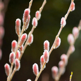 Mount Aso Japanese Pink Willow Shrub Plant Salix 12L Pot 80cm - 100cm