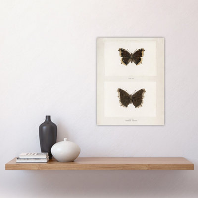 Mourning Cloak Butterfly Sherman Denton Wall Art Poster Print 12X16"