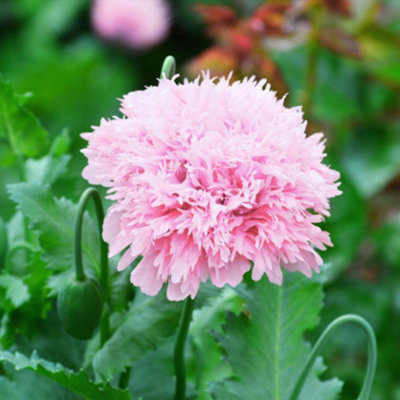 Mr. Men Little Miss Poppy Lilac Pom Pom Easy Grow Fluffy Pink Poppy ...