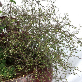 Muehlenbeckia astonii (Wiggy-Wig Bush) in 13cm Pot - Shrubby Tororaro Zig Zag Plant - Deciduous Shrub