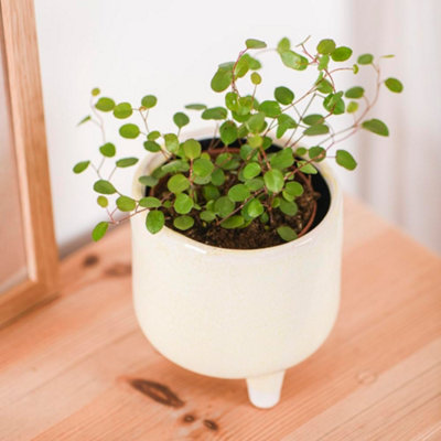 philodendron princess pink Buy Philodendron Pink Princess
