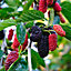 Mulberry Mojo Berry in 9cm Pot - Dwarf Fruit Plant - Morus rotundiloba - Compact Bushy Habit