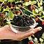 Mulberry Mojo Berry in 9cm Pot - Dwarf Fruit Plant - Morus rotundiloba - Compact Bushy Habit