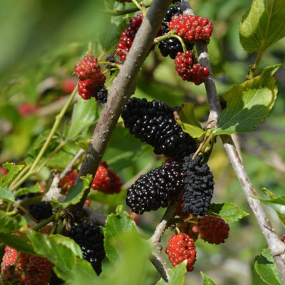 Mulberry Mojo Berry in 9cm Pot - Dwarf Fruit Plant - Morus rotundiloba ...
