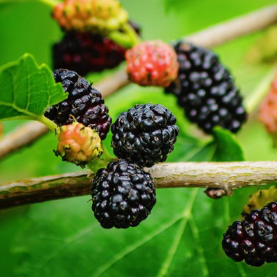 Mulberry Mojo Berry in 9cm Pot - Dwarf Fruit Plant - Morus rotundiloba ...