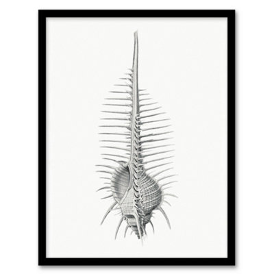 Murex Shell Seashell Drawing Haeckel Botanical Framed Wall Art Print 12X16