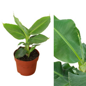 Musa Acuminata Banana Plant - Houseplant in 12cm Pot - Fast Growing