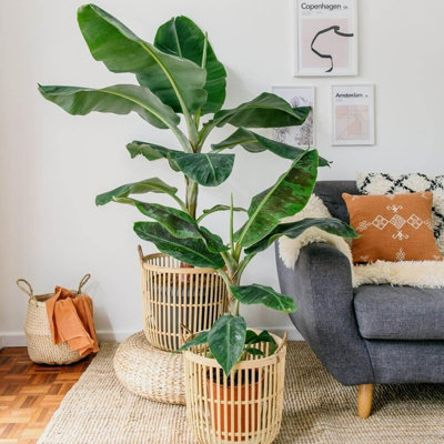 Musa Acuminata Banana Plant - Houseplant in 12cm Pot - Fast Growing - 3
