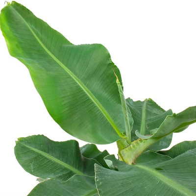 Musa Acuminata Banana Plant - Houseplant in 12cm Pot - Fast Growing - 4