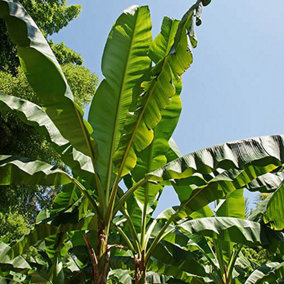 Musa basjoo (Japanese banana) Plant 30cm Tall