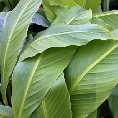Musa basjoo (Japanese banana) Plant 30cm Tall