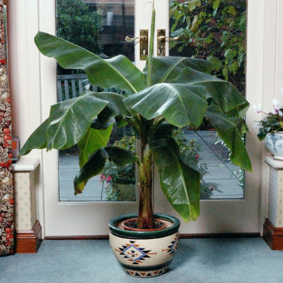 Musa basjoo (Japanese banana) Plant 30cm Tall - 3