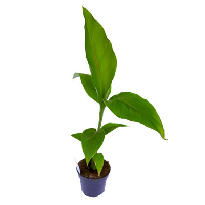 Musa basjoo (Japanese banana) Plant 30cm Tall - 4