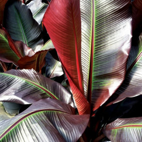 Musa ensete 'Maurelii' (Ethiopian Black Banana) in 9cm Pot - Indoor Plant - Eye Catching Foliage