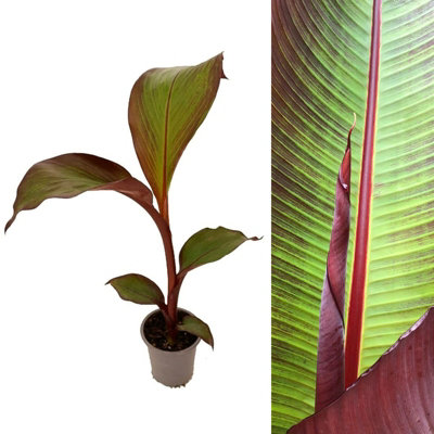 Musa ensete 'Maurelii' (Ethiopian Black Banana) in 9cm Pot - Indoor Plant - Eye Catching Foliage