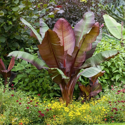 Musa ensete 'Maurelii' (Ethiopian Black Banana) in 9cm Pot - Indoor Plant - Eye Catching Foliage - 4