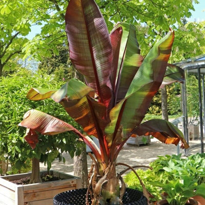 Musa ensete 'Maurelii' (Ethiopian Black Banana) in 9cm Pot - Indoor Plant - Eye Catching Foliage - 6