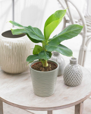 Musa Tropicana (Banana Plant) in a 12cm Pot - Potted Dwarf Banana Plants Houseplants for Homes and Office Air Purifying Indoor Pla