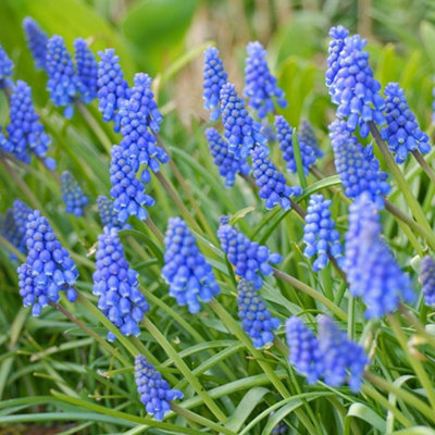 Muscari Armeniacum 200 Bulbs - Spring Flowering Hardy Garden Bulbs for ...