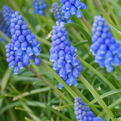 Muscari Armeniacum 200 Bulbs - Spring Flowering Hardy Garden Bulbs for ...