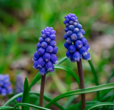 Muscari Armeniacum 200 Bulbs - Spring Flowering Hardy Garden Bulbs for ...
