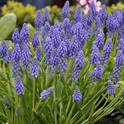Muscari armeniacum 75 bulbs size 7/8