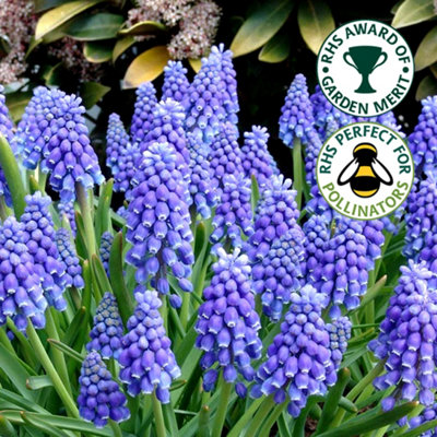 Muscari Armeniacum Flowering Bulbs Grape Hyacinth 50 Pack DIY