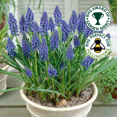 Muscari Armeniacum Flowering Bulbs Grape Hyacinth 50 Pack DIY