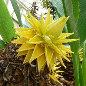 Musella lasiocarpa (Hardy Chinese Banana) plant 30cm tall