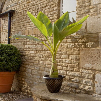 Musella lasiocarpa (Hardy Chinese Banana) plant 30cm tall