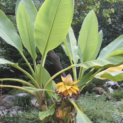 Musella lasiocarpa (Hardy Chinese Banana) plant 30cm tall - 3
