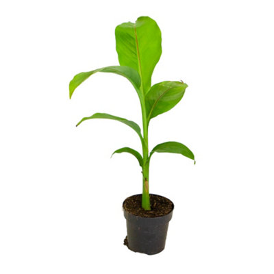 Musella lasiocarpa (Hardy Chinese Banana) plant 30cm tall - 4