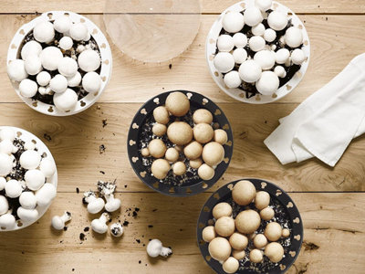 Mushroom Growing Kit - White Button Mushroom Grow Kit - Perfect for Beginners