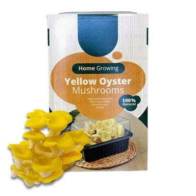 Mushroom Growing Kit Yellow Oyster - Beginner Friendly Ready to Grow Educational Kit - Easy to Use Gardening Gift - Grow Your Own