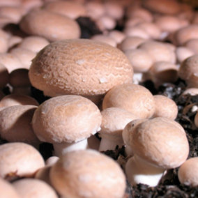 Mushroom Windowsill Kit Brown 7.5 Litre Prepack x 1
