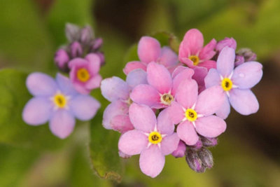 Myosotis 'Mon Amie Pink' (Forget Me Not) in 10cm Pot - Add Colour