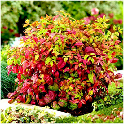 nandina-domestica-firepower-heavenly-bamboo-evergreen-garden-shrub