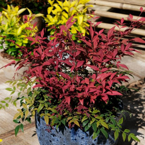 Nandina Domestica 'Obsessed' - evergreen creamy-pink plant in 17cm pot 40cm tall
