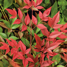 Nandina Obsessed Garden Shrub - Vibrant Fall Colors, Compact Size, Hardy (15-30cm Height Including Pot)