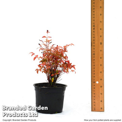 Nandina Twilight 9cm Potted Plant x 1 - Colourful Evergreen Foliage