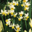 Narcissus Canaliculatus Flowering Bulbs (100 Pack)