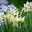 Narcissus Canaliculatus Flowering Bulbs (100 Pack)